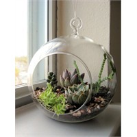 Terraryum (Şişe Bahçesi) Tasarımı