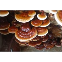 Reishi Mantarı Nedir ?
