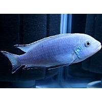 Mavi Prenses (Pseudotropheus Socolofi)
