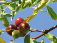 Hünnap: Peyzajda, Sağlıkta