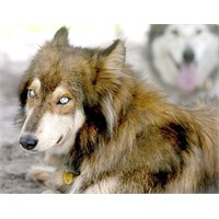 Dünyada Yasaklı 5 Köpek İrkı