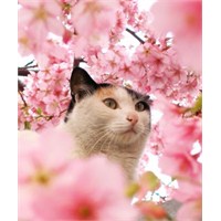 Masum Sakura, Kirazçiçekleri...