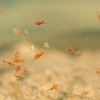 Artemia Salina