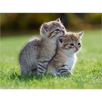 Bedava Hd Fotoğraf Kaynağı 7 Site