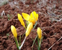 Çiğdem (krokus / Colchique / Crocus / Lahlah / Mah