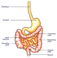 Ibs - İrritable (hassas) Barsak Sendromu