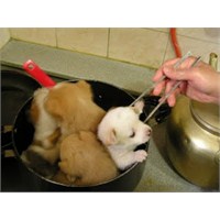 Koreli'ler Köpek Eti Mi Yiyor?