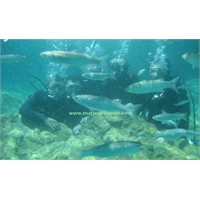 Marmaris'te Dalış