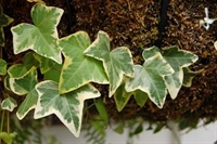 Orman Sarmaşığı (hedera Helix )