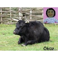 Joke:husband On Site~fikra:şantiyedeki Koca