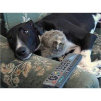 Baykuş İle Köpeğin Dostluğu!
