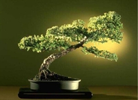 Bonsai Bakımı Nasıl Yapılır?