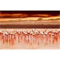 Nakuru Gölü, Kenya