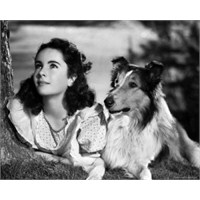 Elizabeth Taylor Kimdir Fotoğrafları