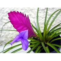 Tillandsias (Air Plants) Çiçeği