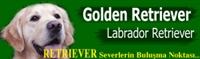 Golden Retriever Köpekleri