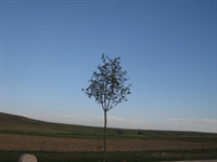 Sağlıklı Yürüyüş Ölçüsü