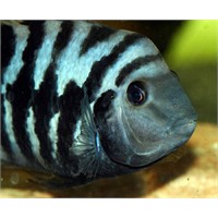 Çizgili Zebra Ciklet Balığı