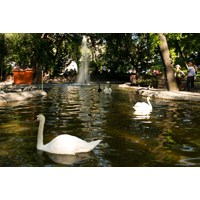 "Önce Kuğulu Park'a İnip..."