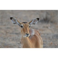 Jambo-Kenya