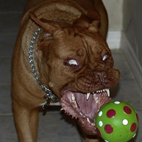 Pitbull Terbiyecisi...