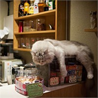 Japonya'nın Kedi Kafeleri