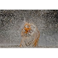 National Geographic 2012 Yılın En İyi Fotoğrafları