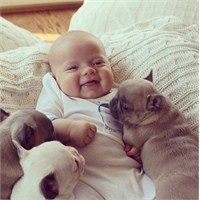 Bulldog Yavrularıyla Sarmalanış