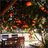 Bodrum Mandalin Reçeli