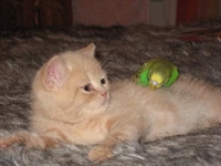 Olmaz Demeyin