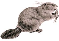 Kunduzlar ( Castor )