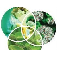 Nanoteknoloji İle Kök Hücreden Diş Üretimi