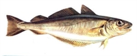 Mezgit