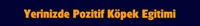 Köpeklerde Kanlı İshal