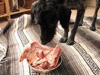 Barf (bones And Raw Food)