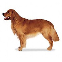 Golden Retriever Hakkında