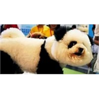 Panda Görünümlü Köpek