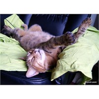 Peki Ama Bir Kedi Bunu Yapabilir Mi?