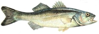 Levrek