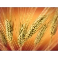 Gluten - Tiroid İlişkisi