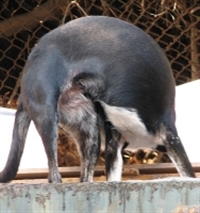 Köpeklerde Anal Kese Sağlığı (sinusutus Paranalis)