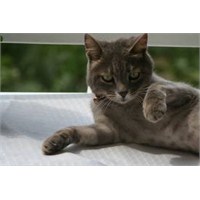 Alacağın Olsun Kedi