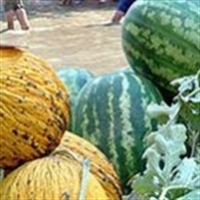 Kavun Ve Karpuzla Tansiyonu Yenin
