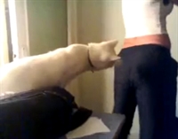 Tacizci Kedi Neler Yapıyor