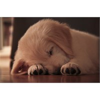 Gelecekteki Köpeğime Mektup