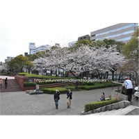 Nagoya Merkezde Sakura
