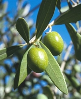 Zeytin Yaprağı Özü Ve Kahve İle Zayıflayın