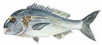 Çipura Sparidae, Perciformes, Sparus