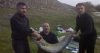 Yayın Balığı Yakaladı
