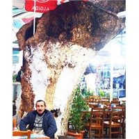 Sonunda, Evliyayı Da Kestiler